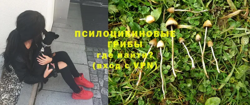 Галлюциногенные грибы Psilocybine cubensis  Кимры 